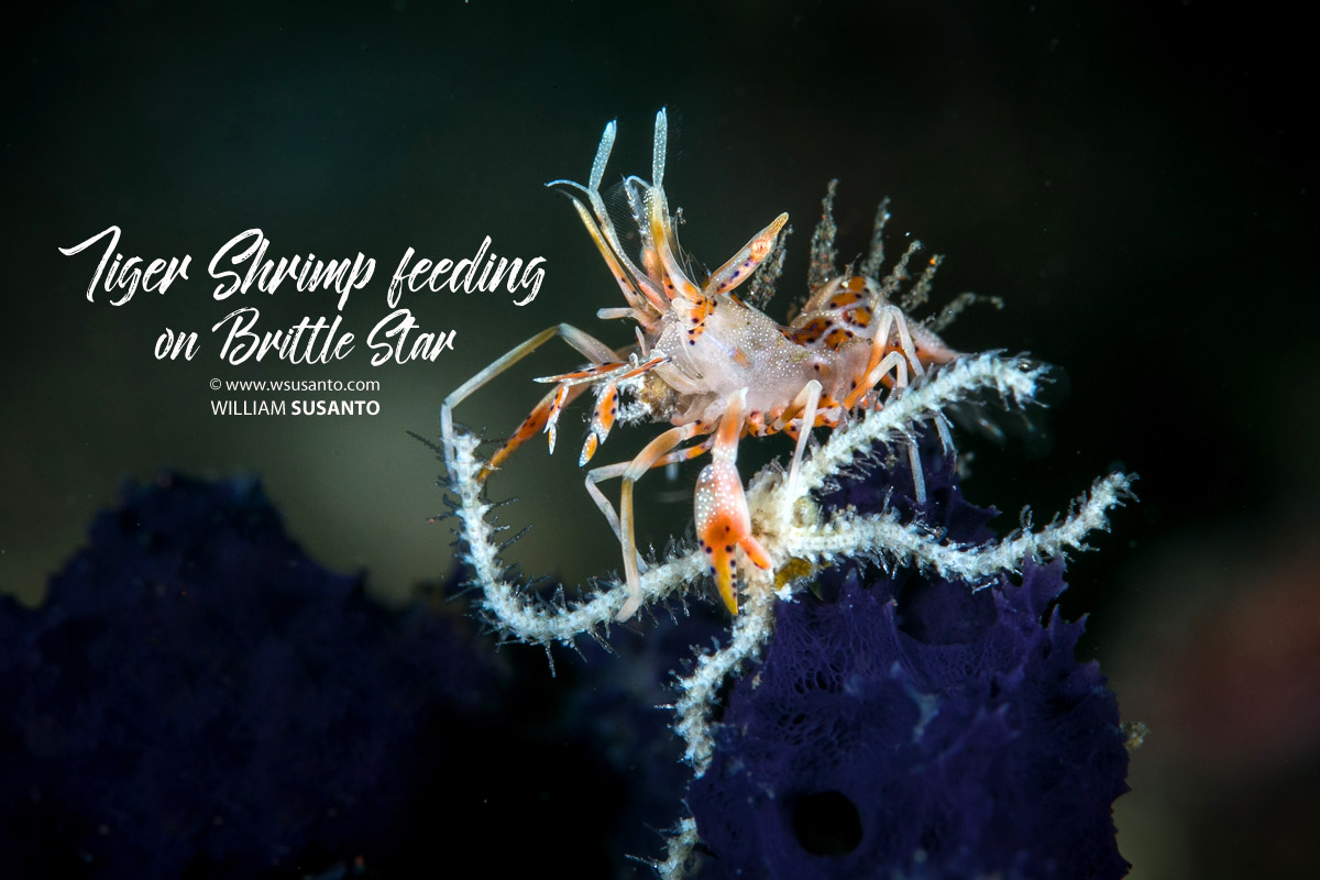 Tiger Shrimp Feeding on Brittle Star